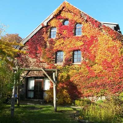 Efeubewachsenes Hausfront