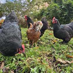 Hühner Amanda Clotilde und Kunigunde