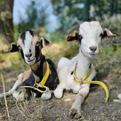 Ziegen Puenktchen und Anton