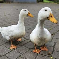 Gänse Schnick und Schnack