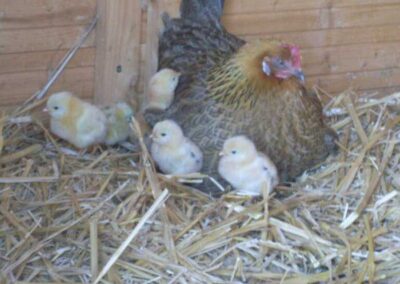 Henne mit fünf Küken