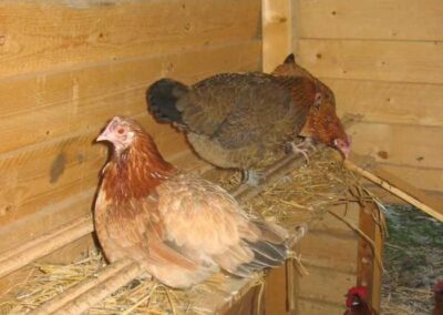 drei Hennen im Stall