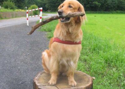 Hund sitzt auf Baumstumpf