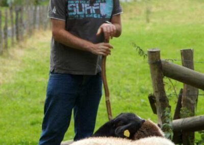 Junger Mann und Schafe