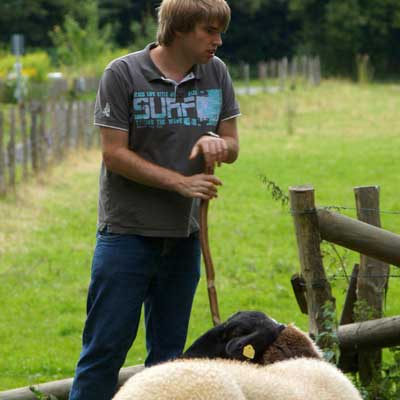 Junger mann mit Schafen mit schwarzen Kopf