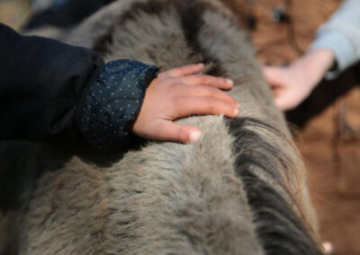 Kinderhaende die Esel streicheln