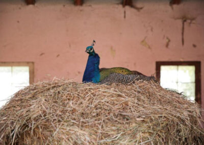 Pfau sitzt auf Strohberg