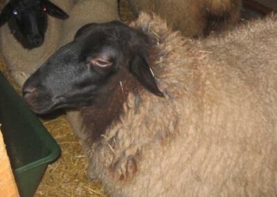 Schaf mit schwarzen Kopf