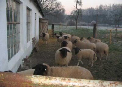 Schafe am Stall mit schwarzen Köpfen