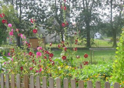 Stockrosen an Holzzaun